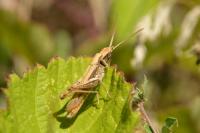 Chorthippus dorsatus