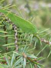 Phaneroptera nana