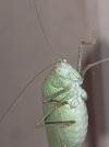Phaneroptera nana