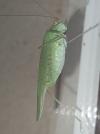 Phaneroptera nana
