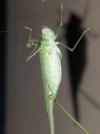Phaneroptera nana