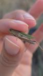 Chorthippus dorsatus