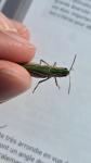 Chorthippus dorsatus