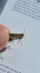 Chorthippus dorsatus