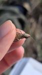 Chorthippus dorsatus