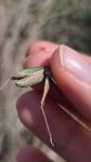 Chorthippus dorsatus