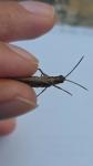 Chorthippus
