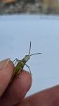 Chorthippus