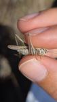 Tessellana tessellata