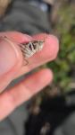 Tessellana tessellata