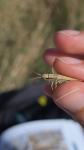 Euchorthippus elegantulus