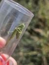Phaneroptera falcata