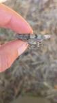 Oedipoda caerulescens