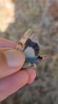 Oedipoda caerulescens