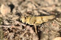 Oedipoda caerulescens
