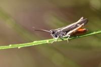 Omocestus rufipes