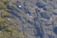 Squalius cephalus