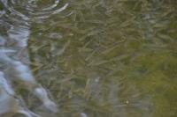 Squalius cephalus