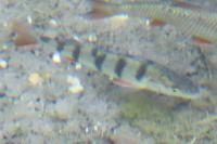Perca fluviatilis