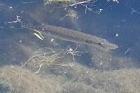 Esox lucius