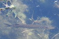 Esox lucius