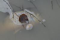 Cyprinus carpio