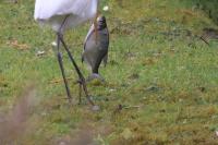 Abramis brama