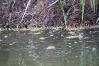 Rutilus rutilus