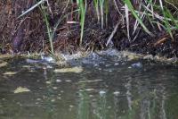 Rutilus rutilus