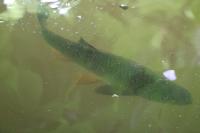 Squalius cephalus