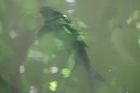 Abramis brama