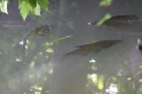 Abramis brama