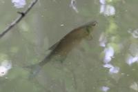 Abramis brama