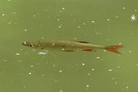 Scardinius erythrophthalmus