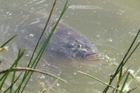 Cyprinus carpio