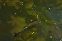 Squalius cephalus