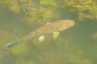 Squalius cephalus