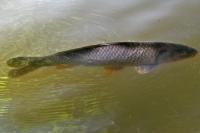 Cyprinus carpio