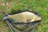 Abramis brama