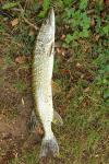 Esox lucius