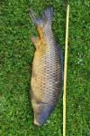 Cyprinus carpio