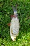 Scardinius erythrophthalmus