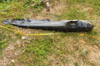 Silurus glanis