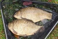 Carassius carassius