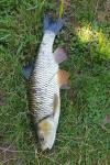 Squalius cephalus