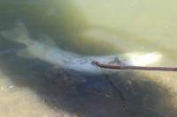 Esox lucius