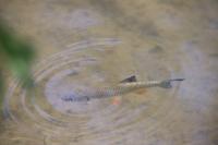 Squalius cephalus