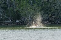 Silurus glanis