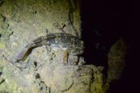 Cottus