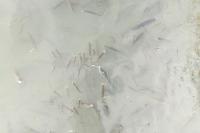 Squalius cephalus